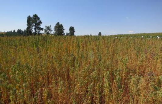 The Benefits of Organic Farming for People, Planet and Prosperity
