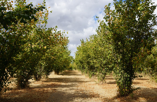 Oregon-Grown Organic Hazelnuts offer Delicious Market Opportunity to Support Regional Farmers