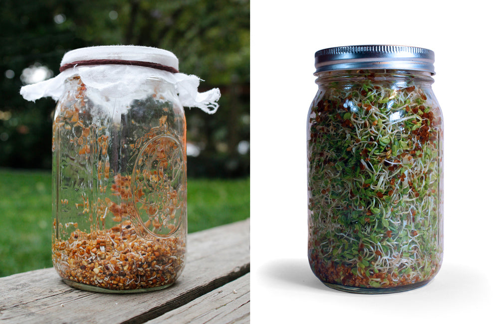 Sprouting Seeds - My Introduction