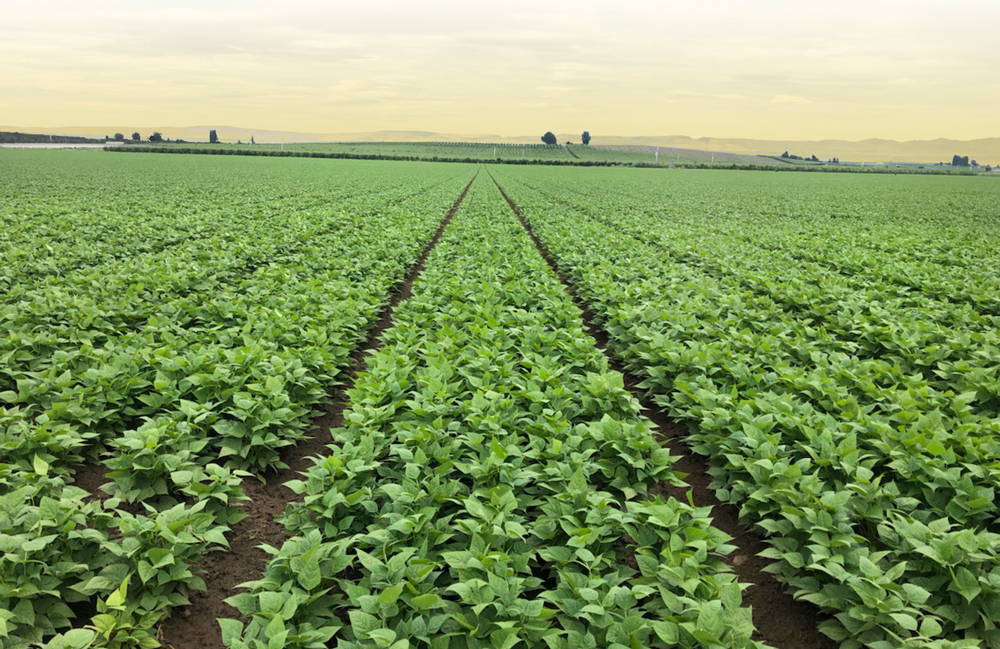 Our Goal: Organic Oregon, Organic World