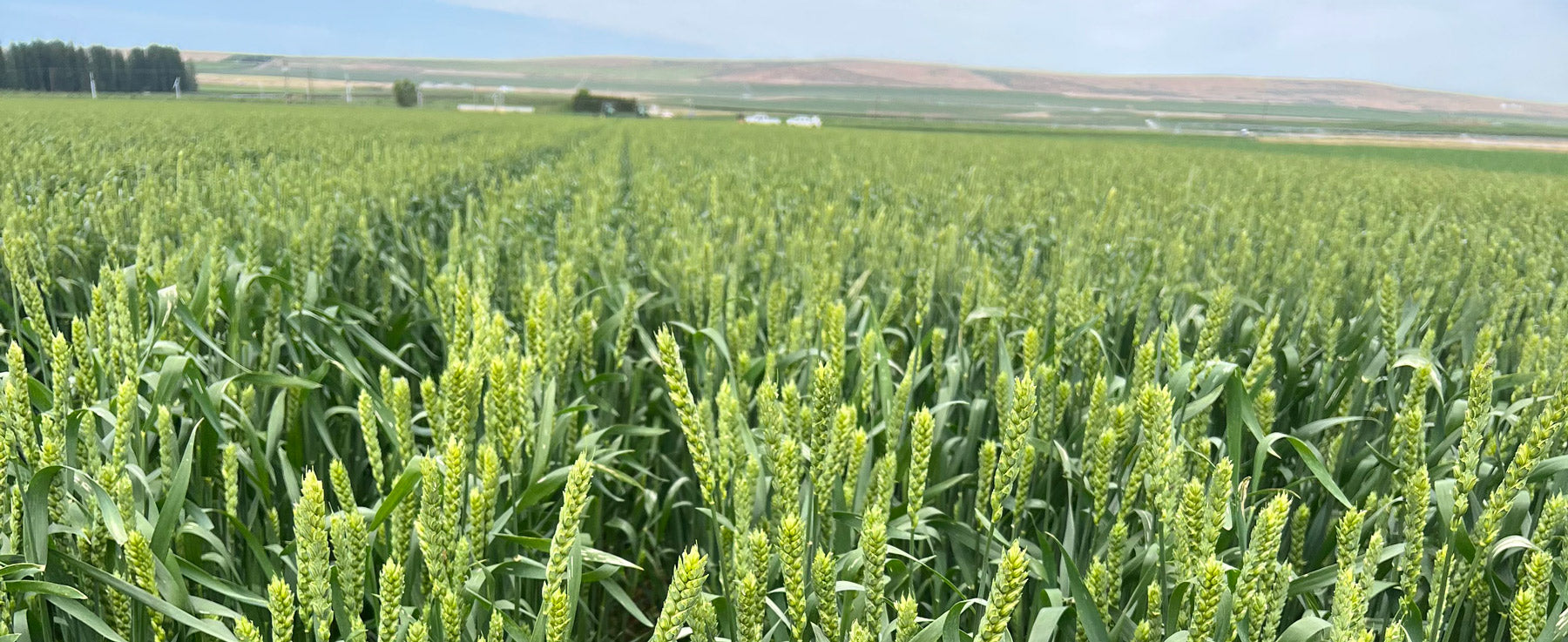 Organic Spelt grow in Washington