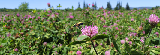 Bees, Pollination & Honey, Sweet Honey