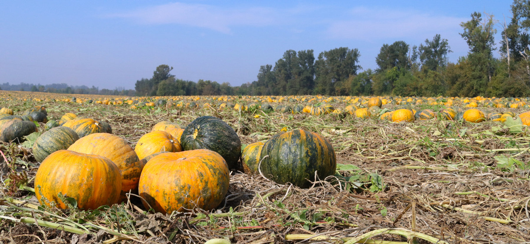 our-hulless-pumpkin-seed-story-hummingbird-wholesale