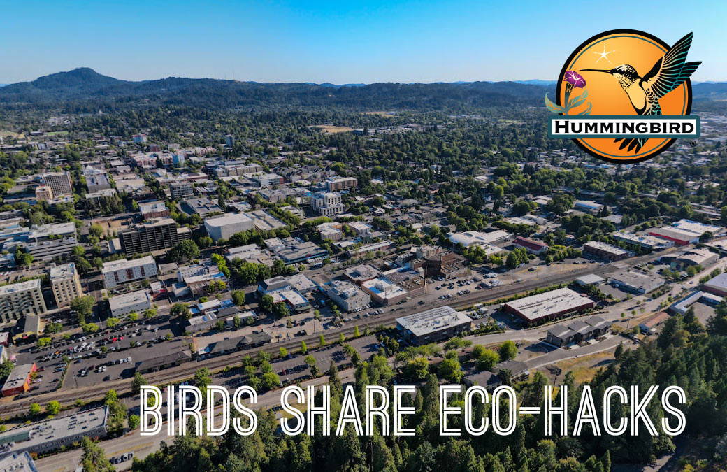 Birds share their Eco Hacks