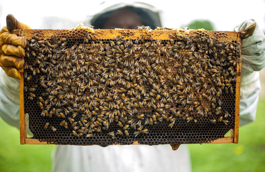 Bee Keeping and Hummingbird Honey