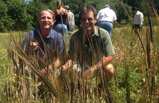 Introducing Tibetan Black Barley